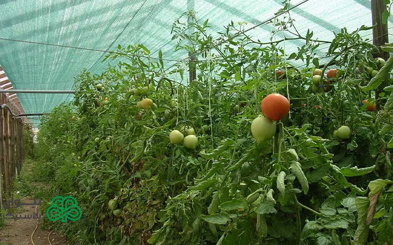 نخ پلاستیکی چیست