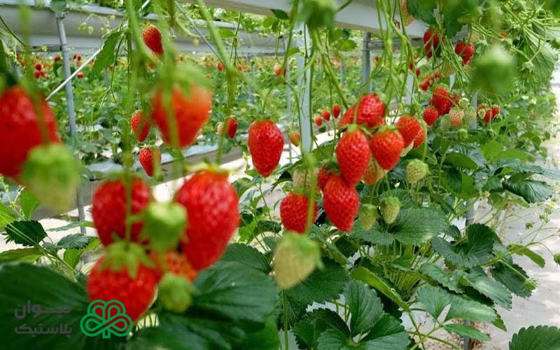خرید و قیمت نخ گلخانه