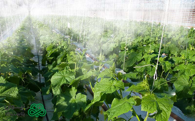 خرید و قیمت نخ گلخانه