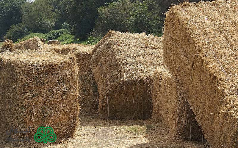 قیمت و خرید نخ بیلر درجه یک