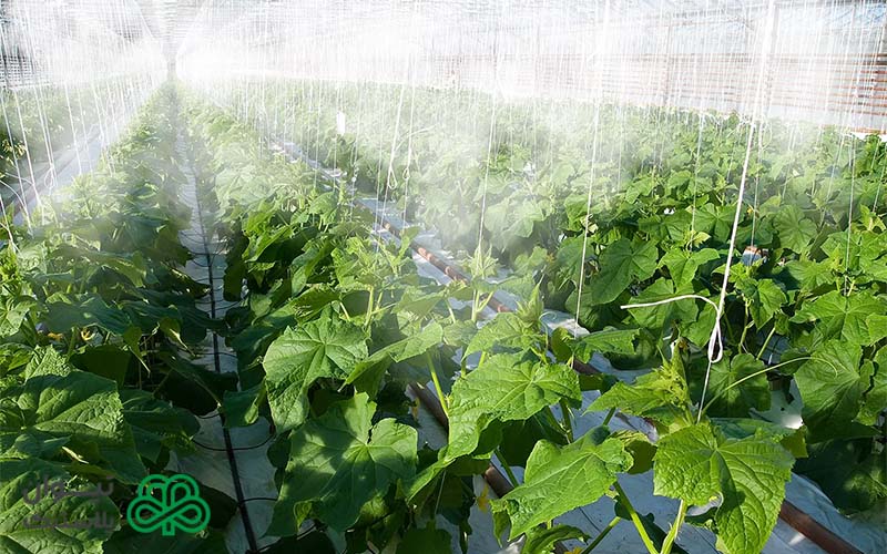 خرید و قیمت نخ گلخانه