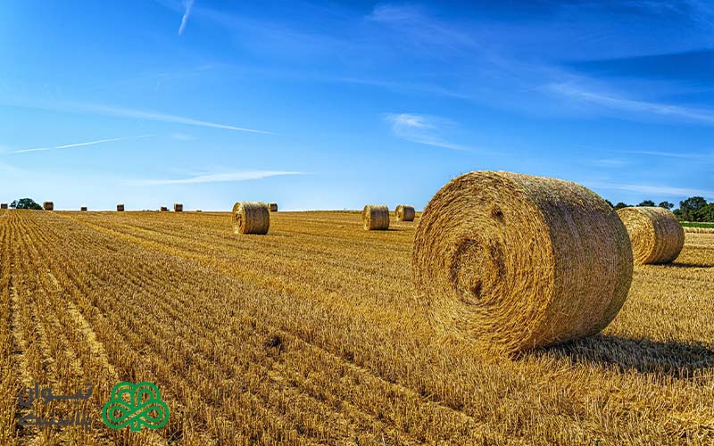 قیمت و خرید نخ بیلر درجه یک